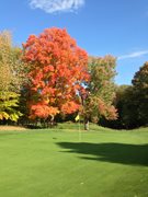 Craig McDonald 12th tree.JPG