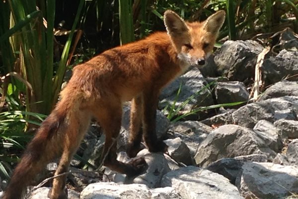 Lisa_Sharpe_Fox_2