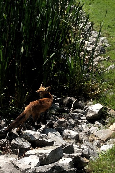 Lisa_Sharpe_Fox_3